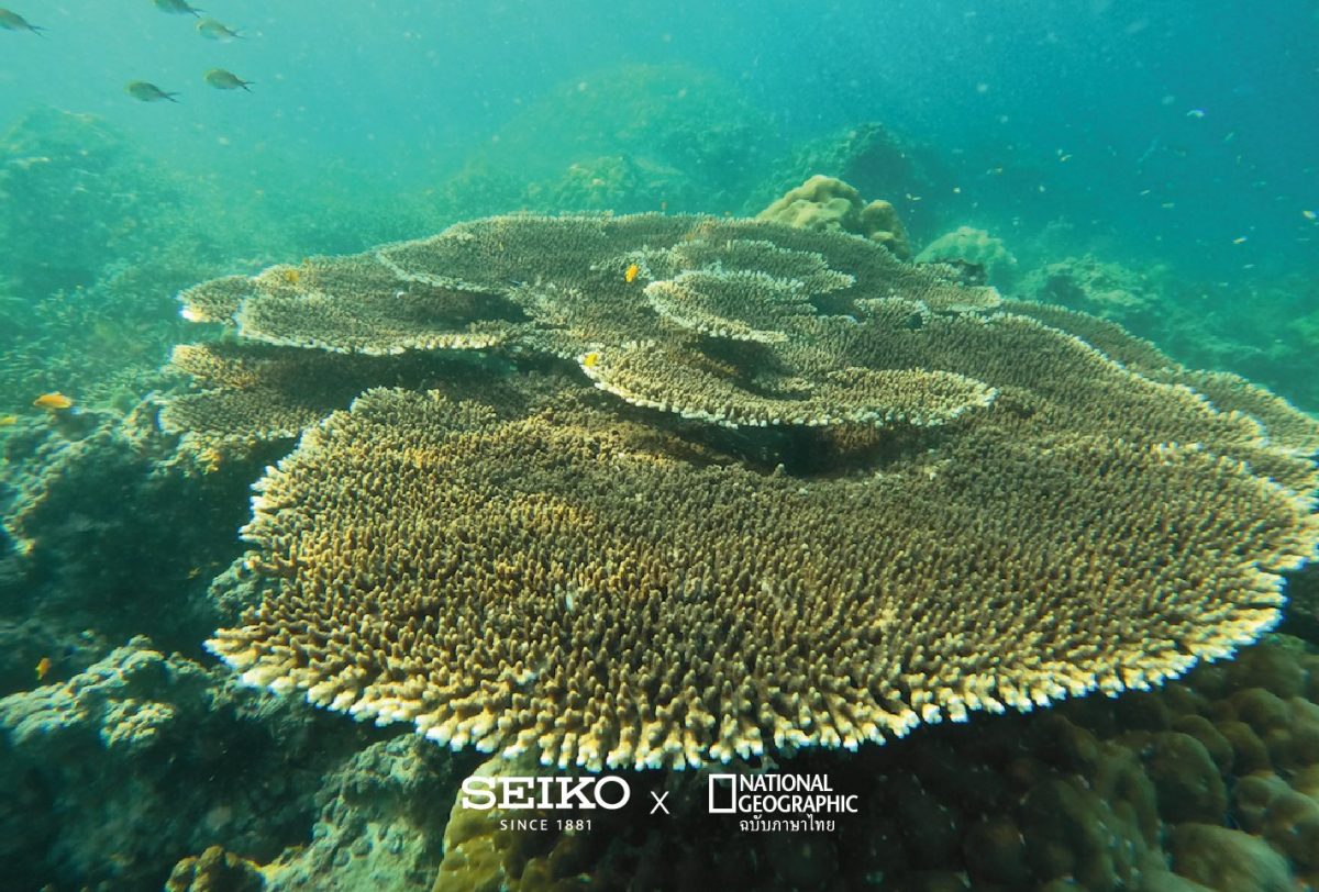 บ้านปลา