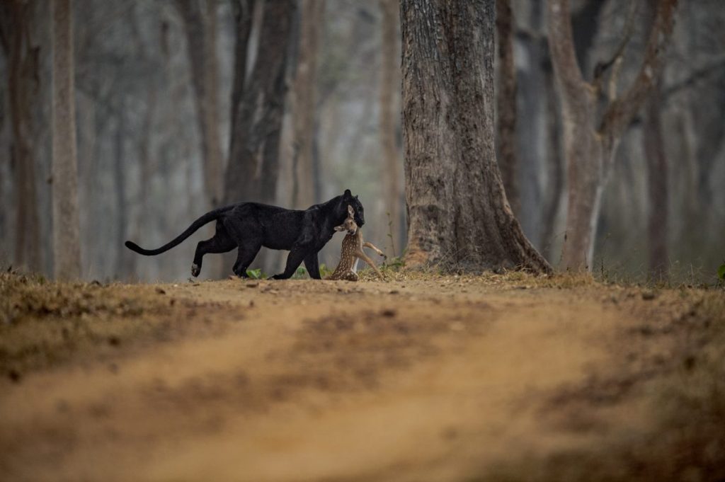 เสือโคร่ง