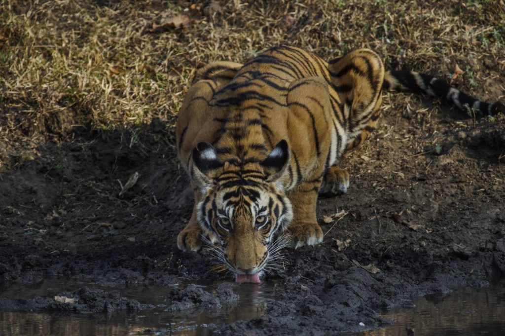 เสือโคร่ง