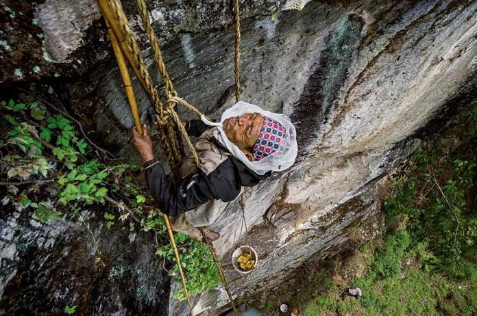 นักล่าน้ำผึ้ง