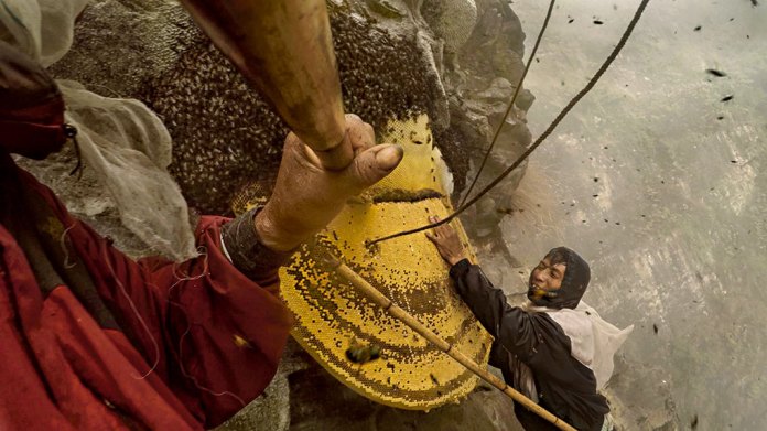 นักล่าน้ำผึ้ง