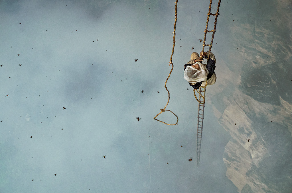 นักล่าน้ำผึ้ง