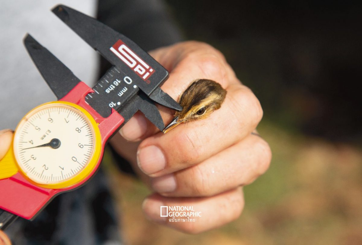 ห่วงขานก