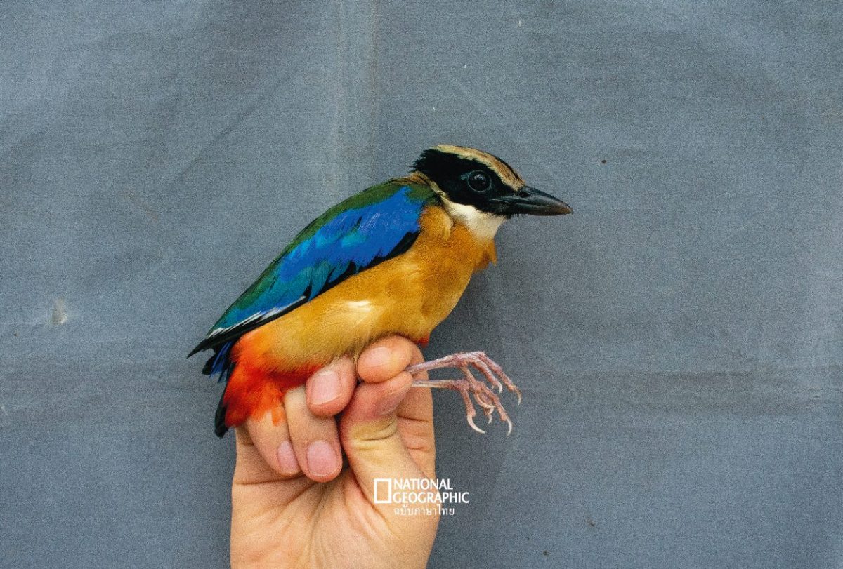 นกแต้วแล้ว