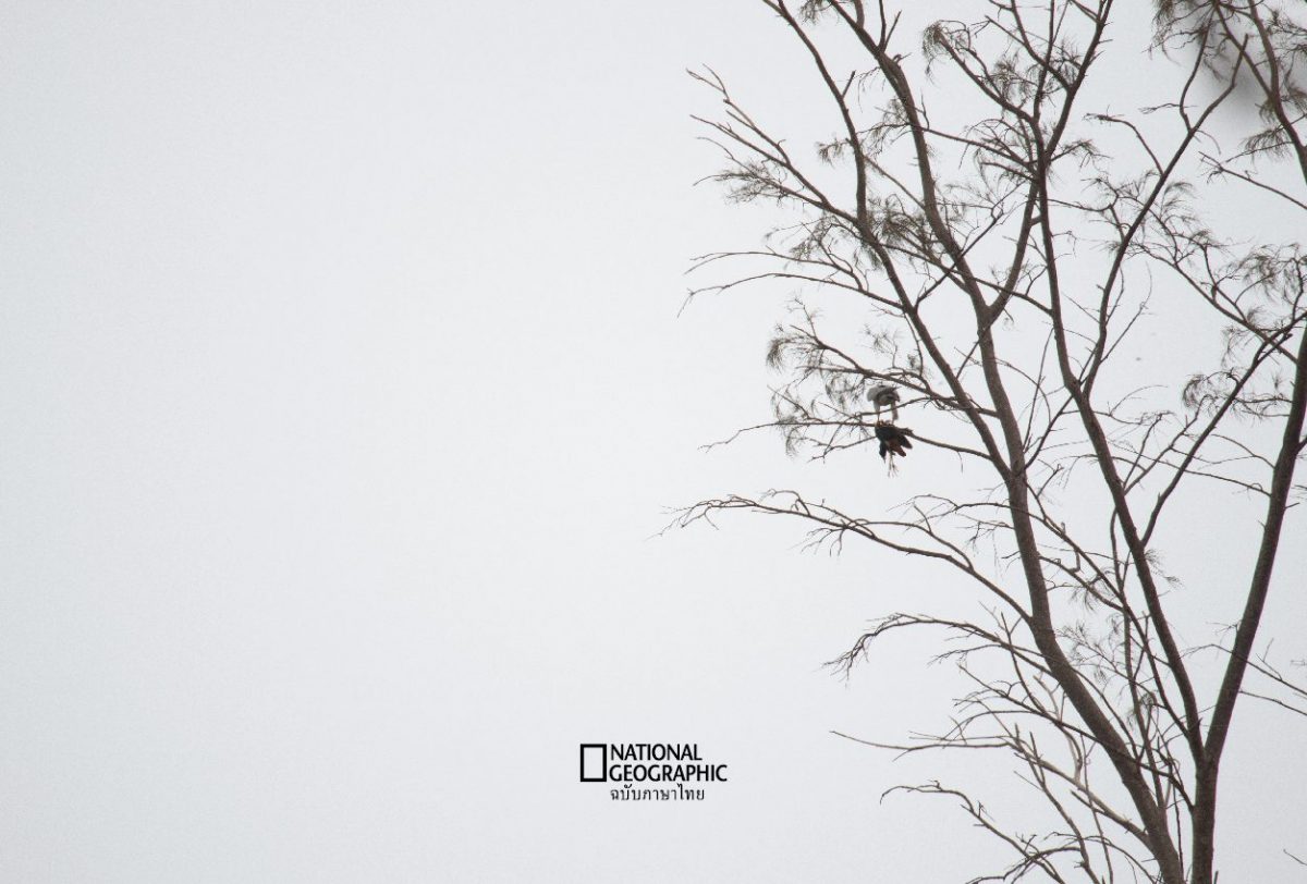 เหยี่ยวเพเรกริน