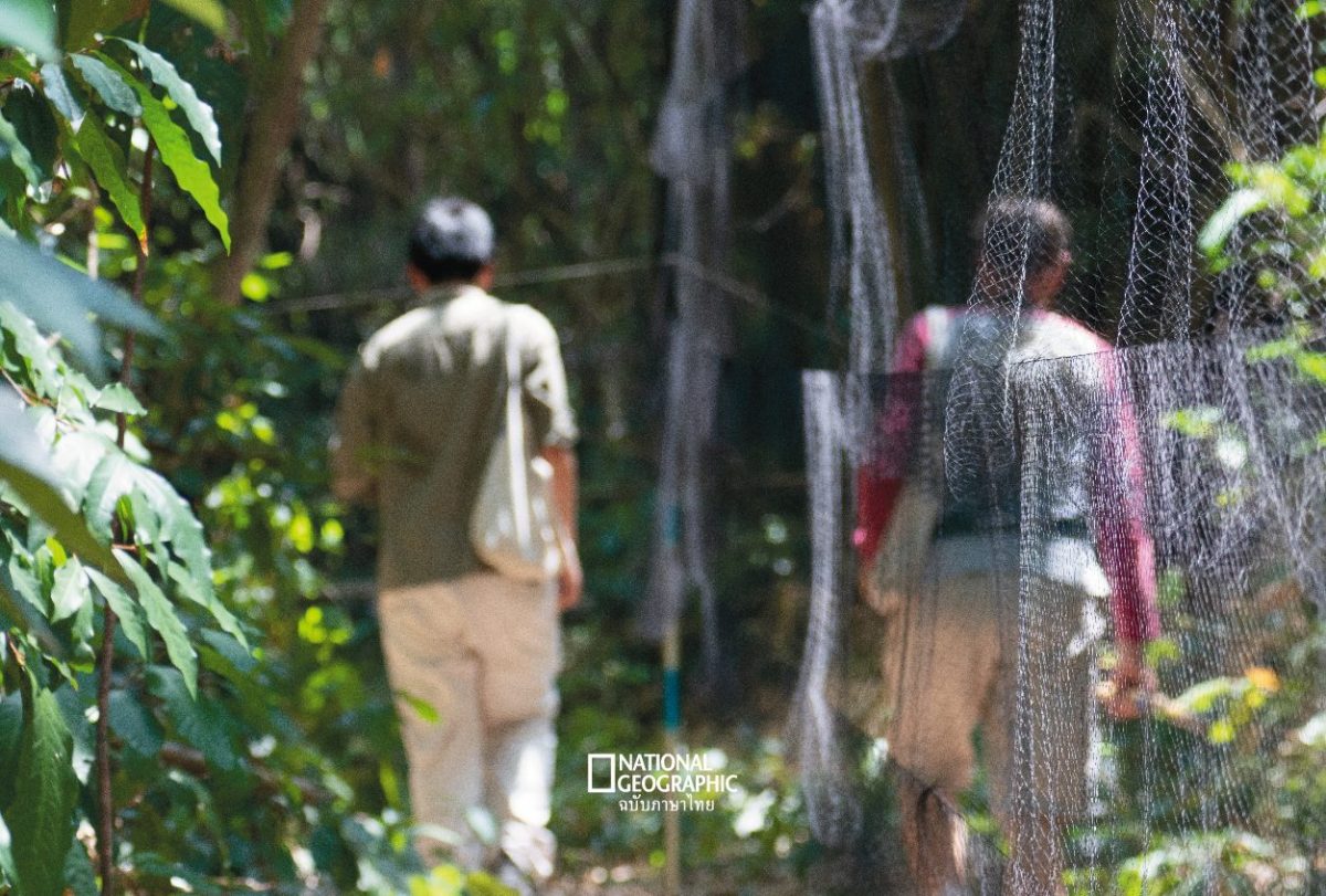 ตาข่ายดักนก