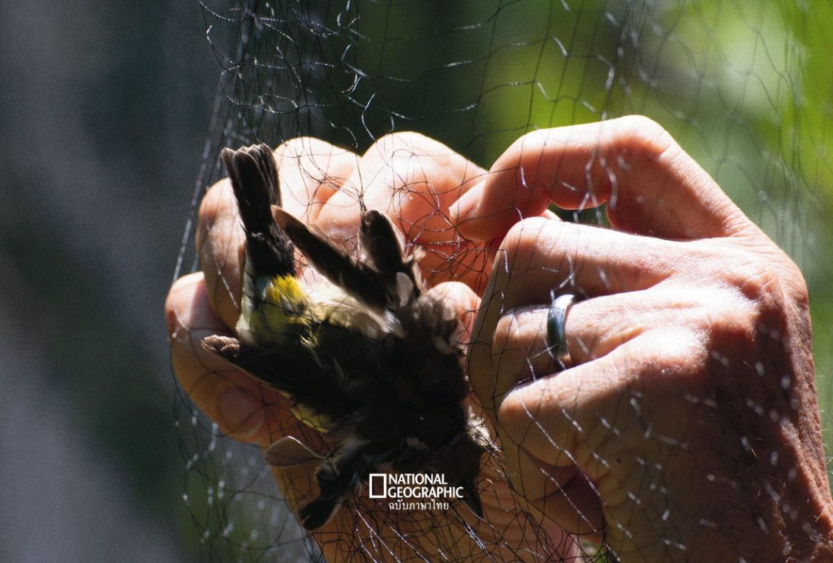 ห่วงขานก