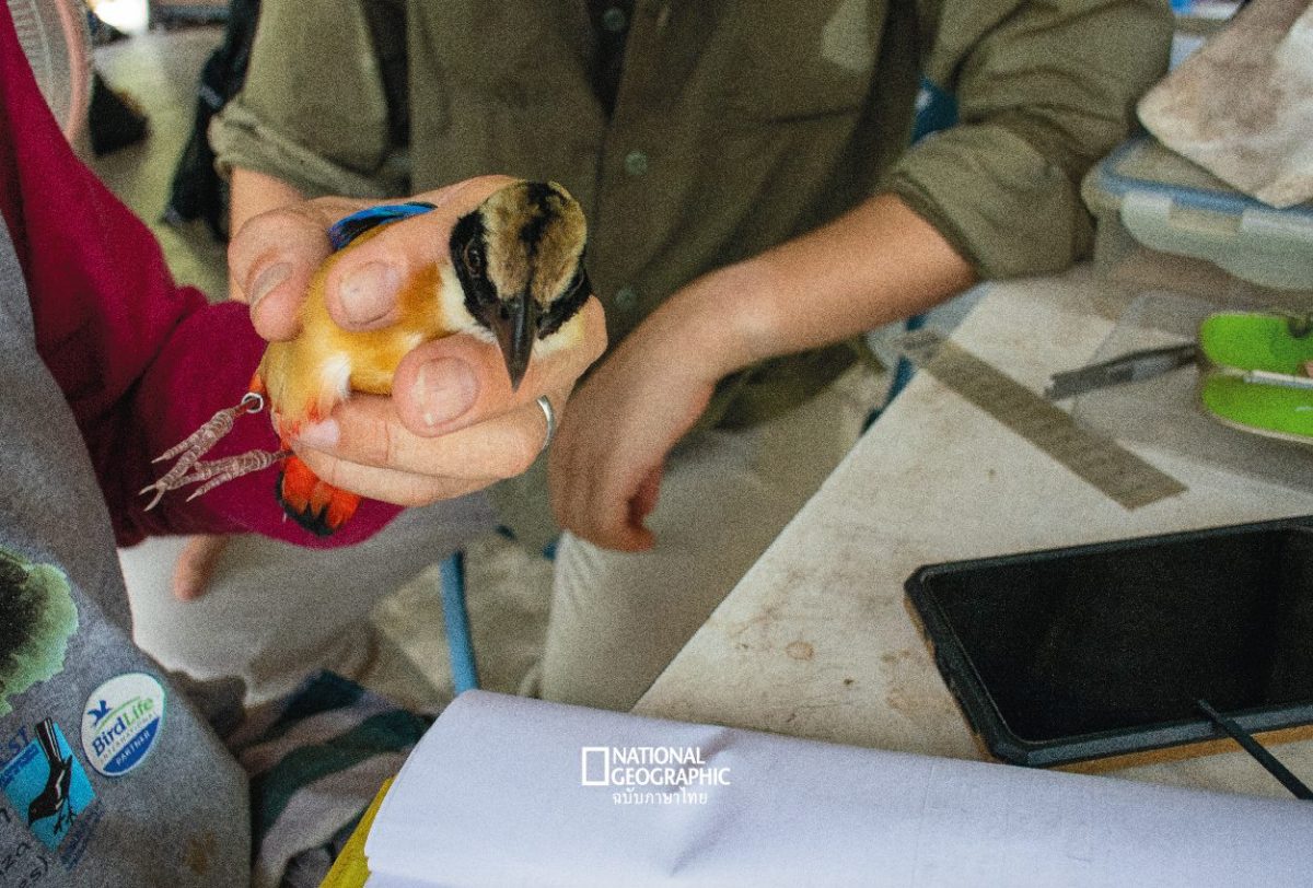 ห่วงขานก