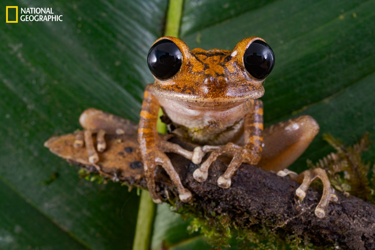 สายพันธุ์ใหม่