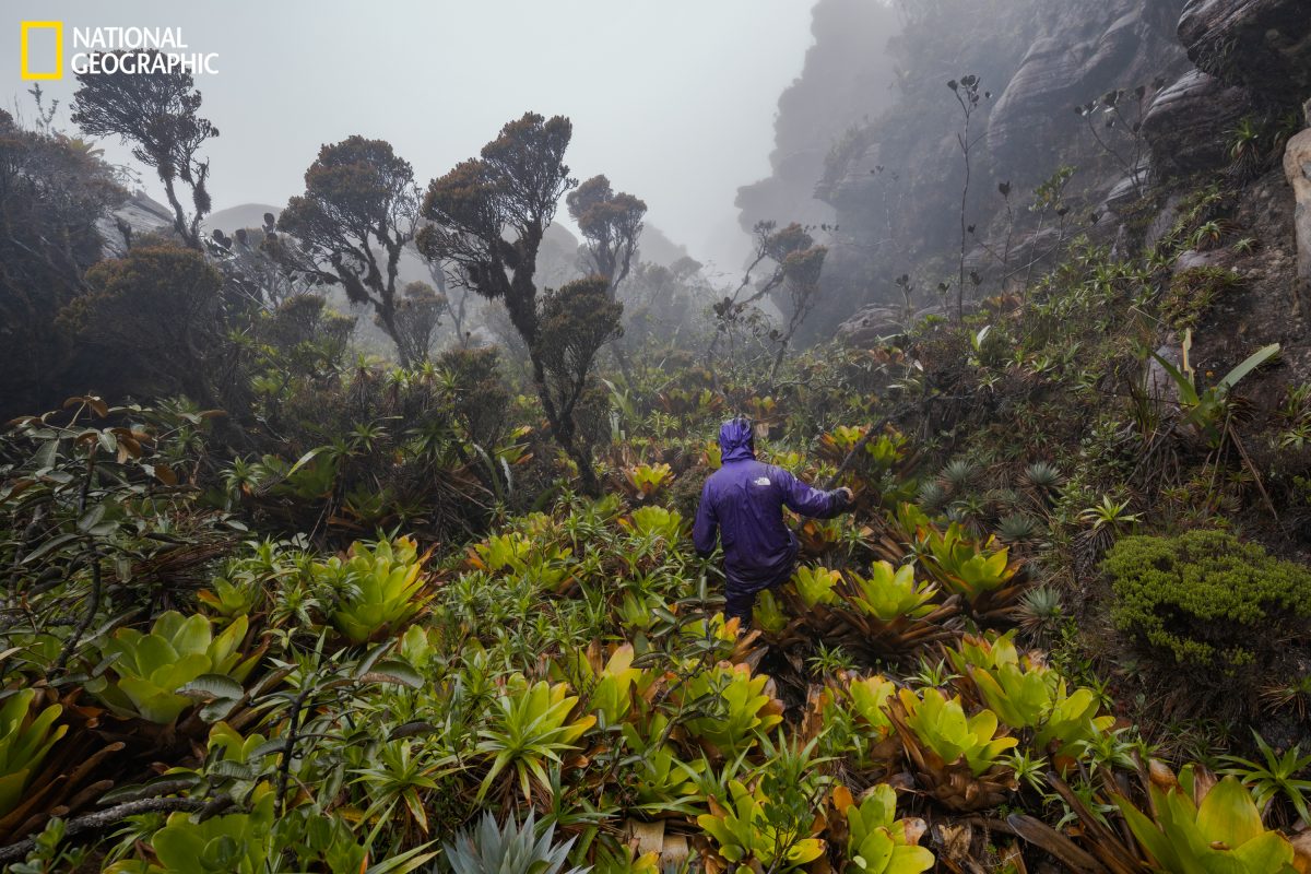 สายพันธุ์ใหม่, สิ่งมีชีวิต
