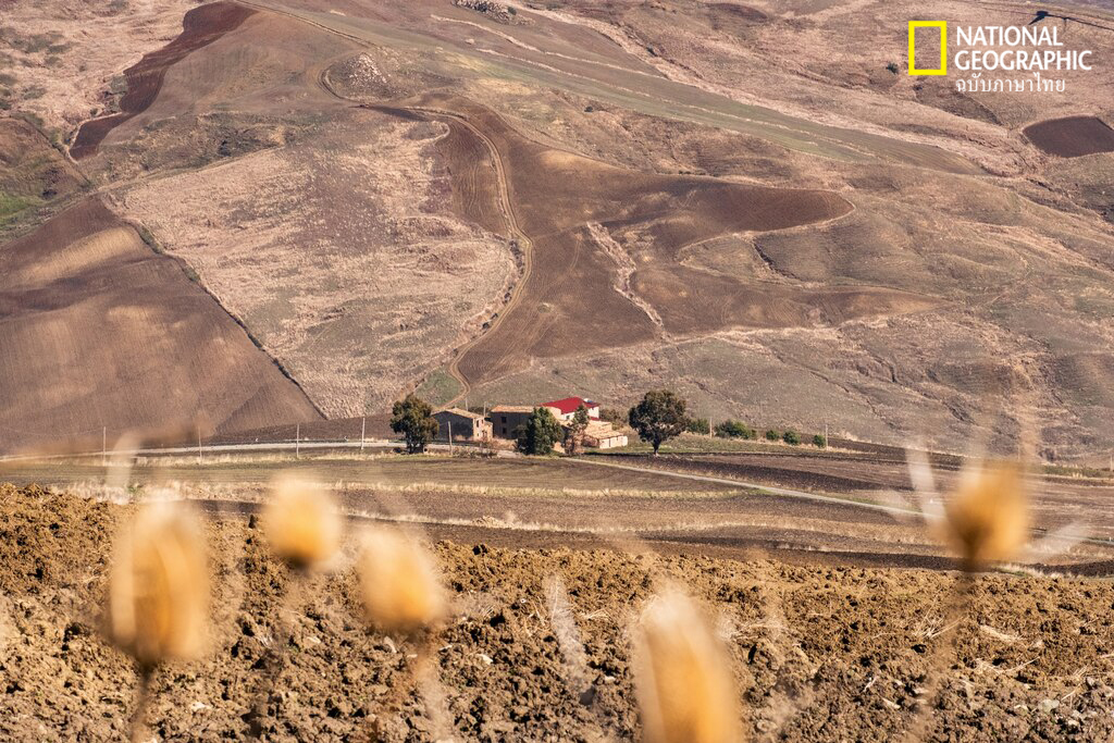 บ้านไร่, คอลิโอเน, คอลิโอน, ซิซิลี
