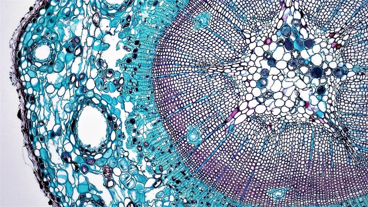 เนื้อเยื่อพืช, ระบบเนื้อเยื่อพืช, การจำแนกเนื้อเยื่อพืช, การเกิดเนื้อเยื่อพืช, เนื้อเยื่อพืชคือ, ชนิดของเนื้อเยื่อพืช