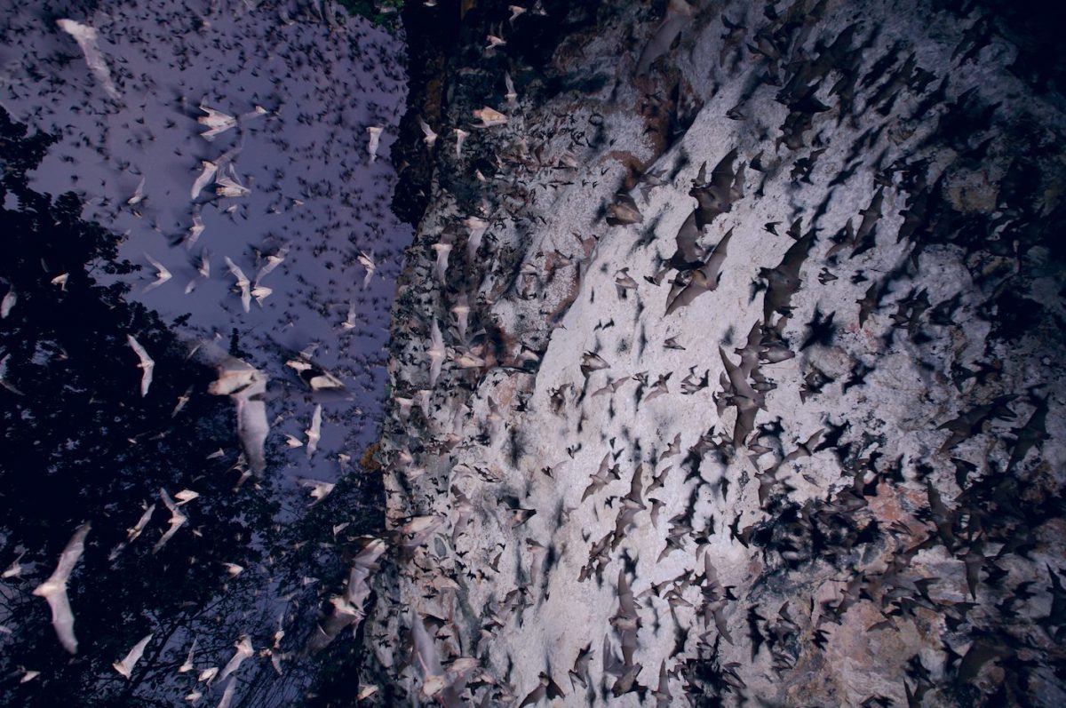 ค้างคาว