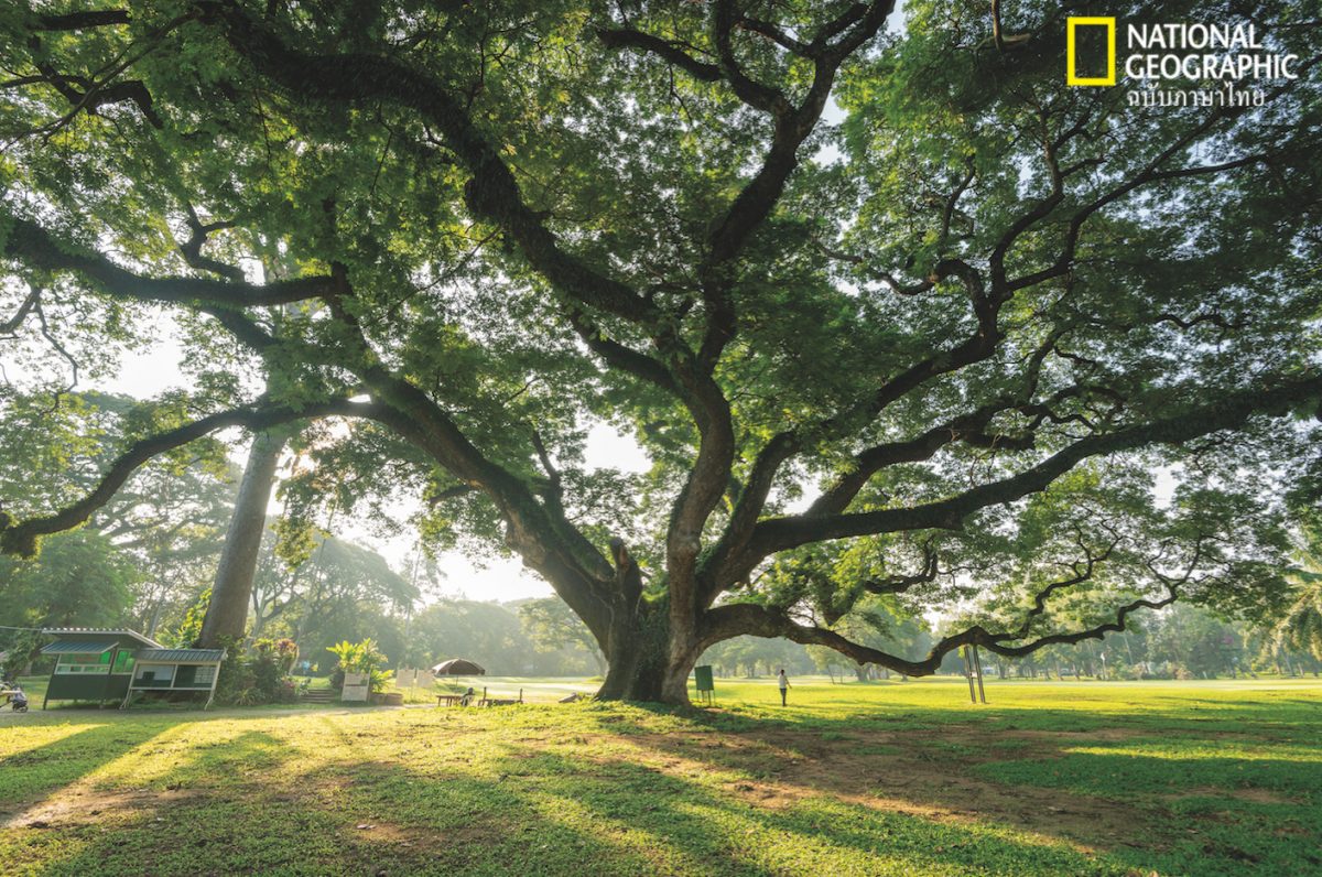 ป่าไม้ไทย, ต้นจามจุรี, สโมสรยิมคานา