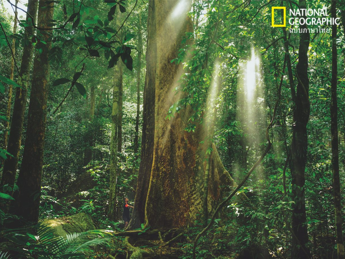 ป่าไม้ไทย, ต้นท้ายเภา, ท้ายเภา, เทือกเขาบรรทัด