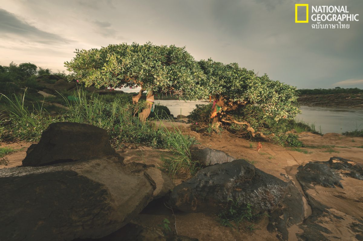 หว้าน้ำ, ป่าไม้ไทย, เขมราฐ