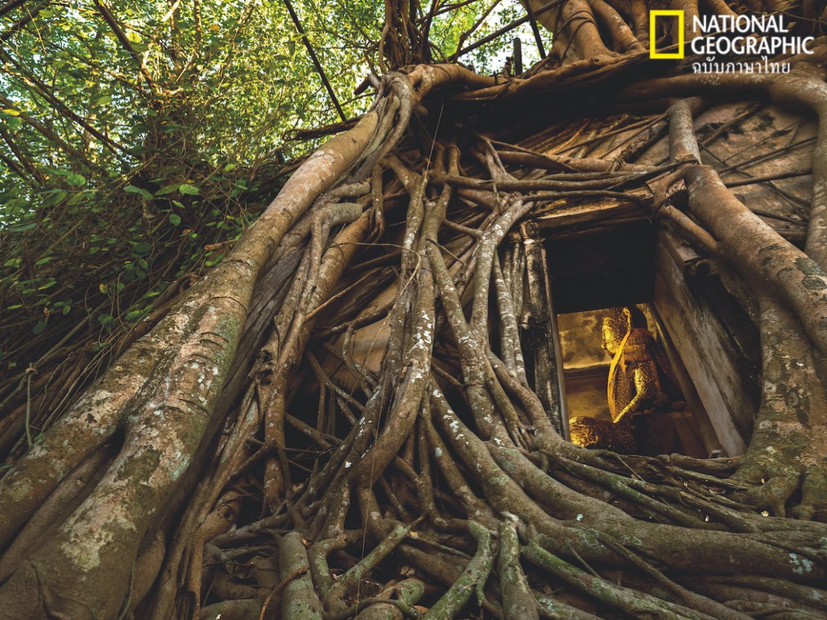 วัดบางกุ้ง, โบสถ์ปรกโพธิ์, สมุทรสงคราม