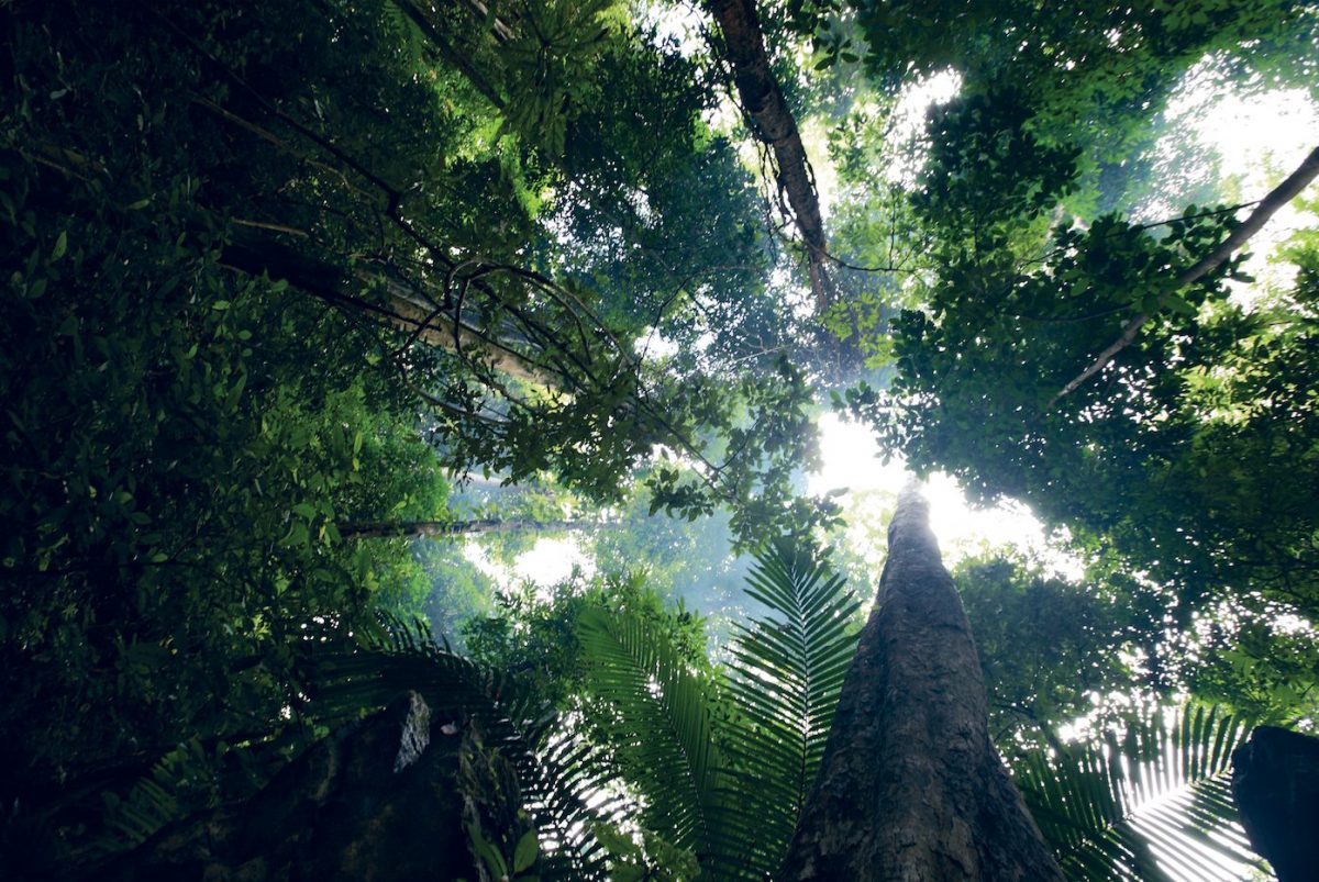 ดอยจง, อุทยานแห่งชาติ, ป่า, ผืนป่า