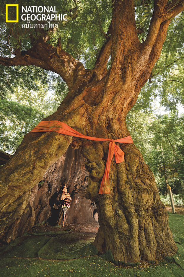 ต้นมะขาม, ป่าไม้ไทย, เพชรบูรณ์