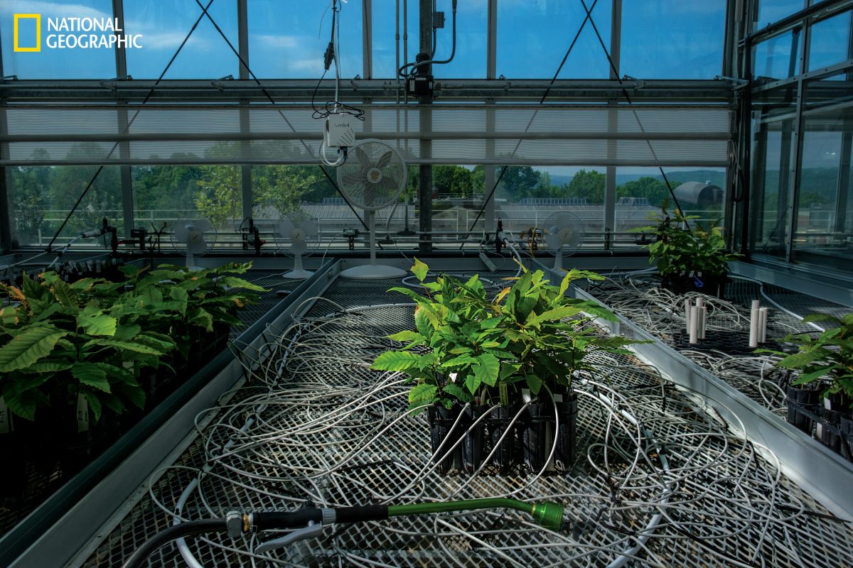 รักษาป่า