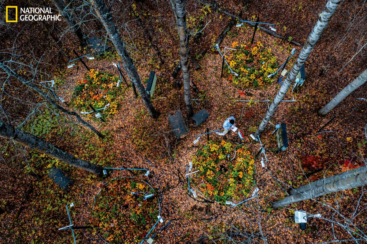 รักษาป่า