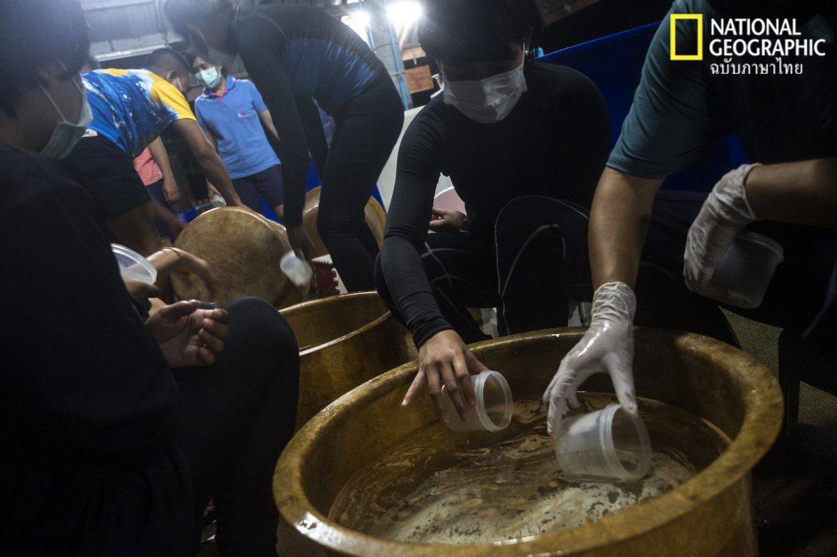 เซลล์สืบพันธุ์ปะการัง, ปะการัง, ปะการังออกไข่