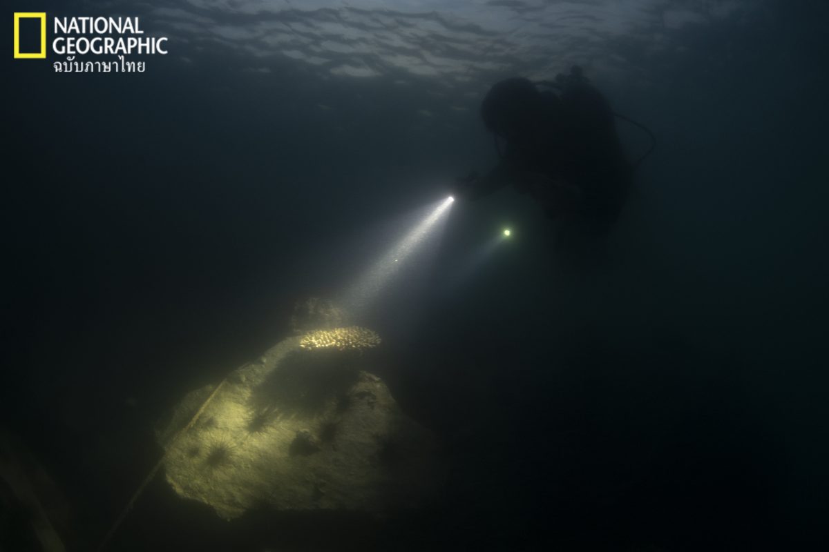 โคโลนีปะการัง, ดำน้ำ