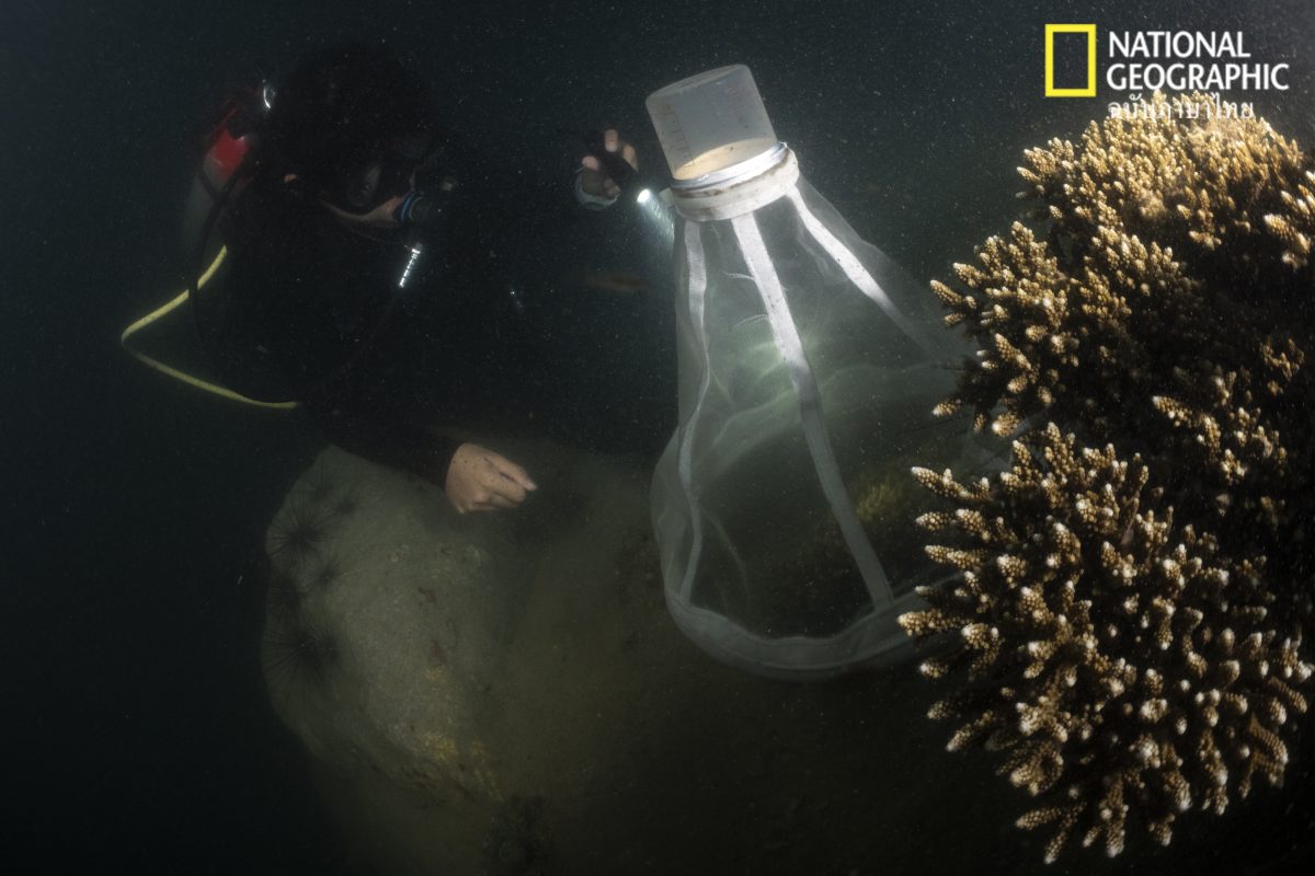 แพลงก์ตอน, ปะการังออกไข่