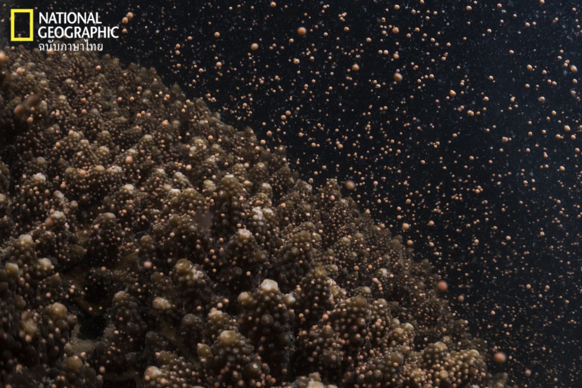 ปะการังออกไข่