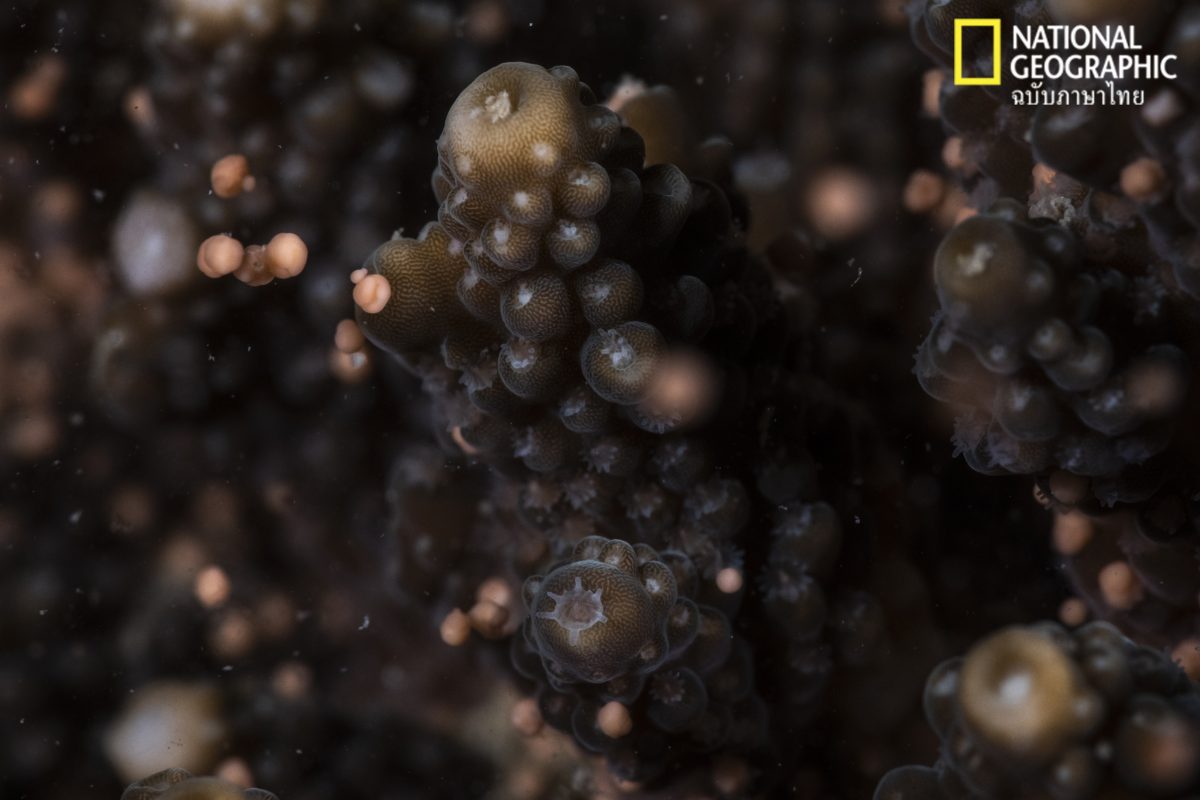 ปะการังออกไข่