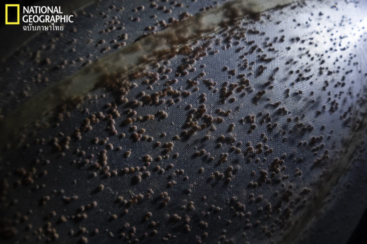 ปะการังออกไข่