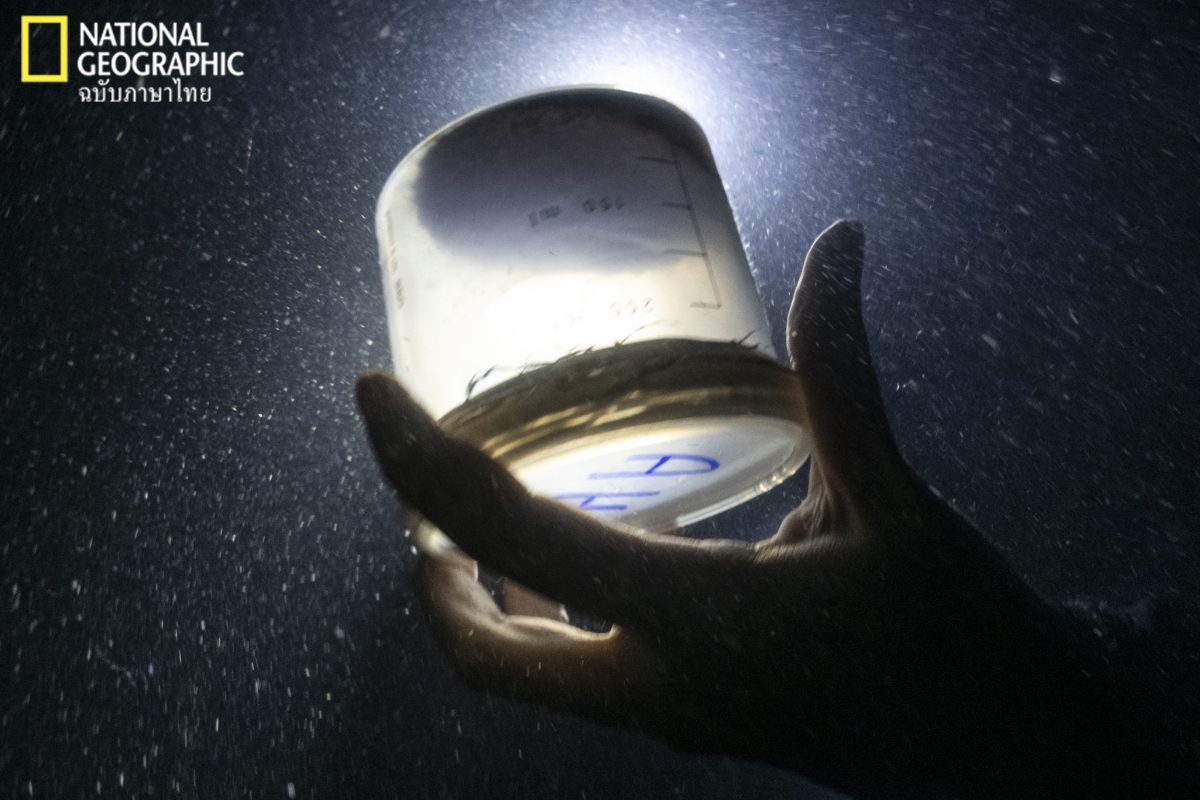 เซลล์ปะการัง, เซลล์,