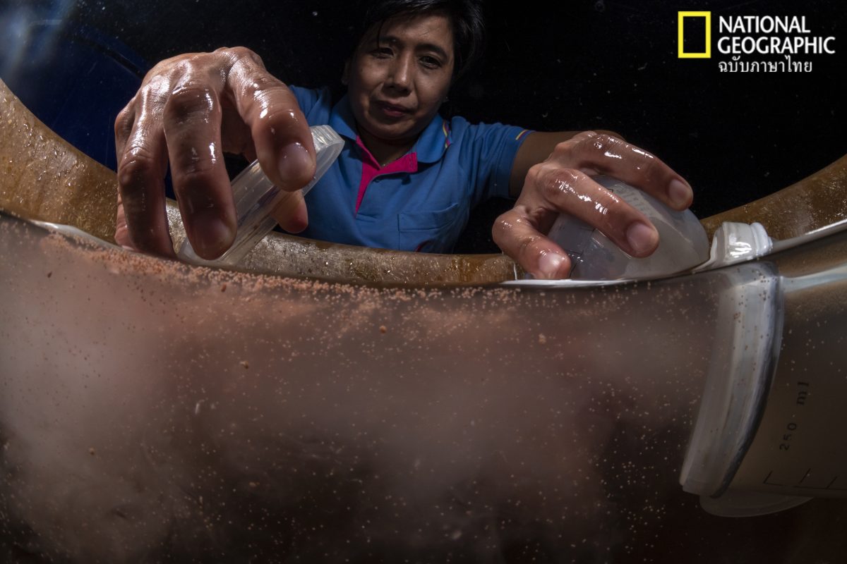 ปะการังออกไข่