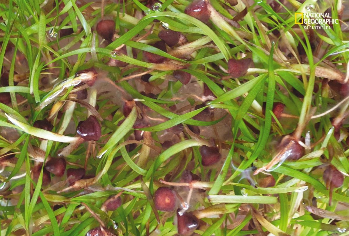 หญ้าทะเล