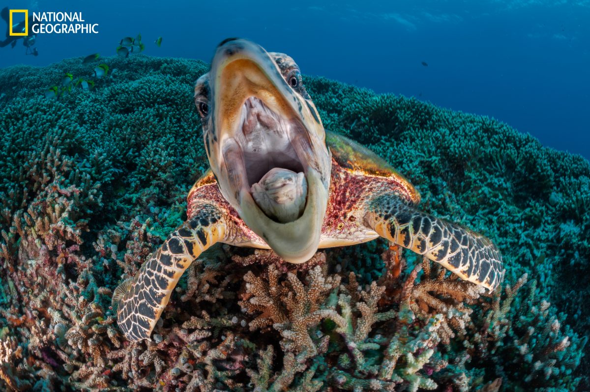 ปะการัง, เต่าทะเล