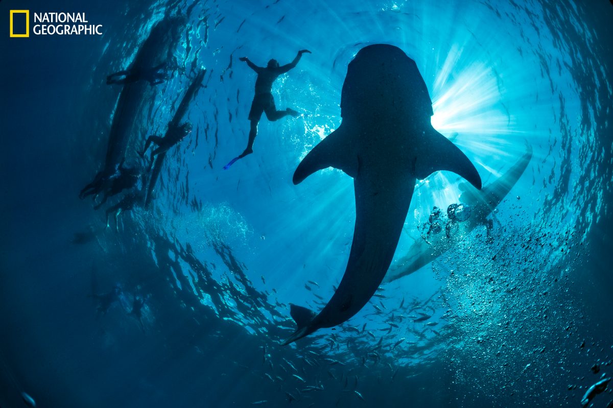 ฉลาม, ปะการัง, โลกใต้น้ำ