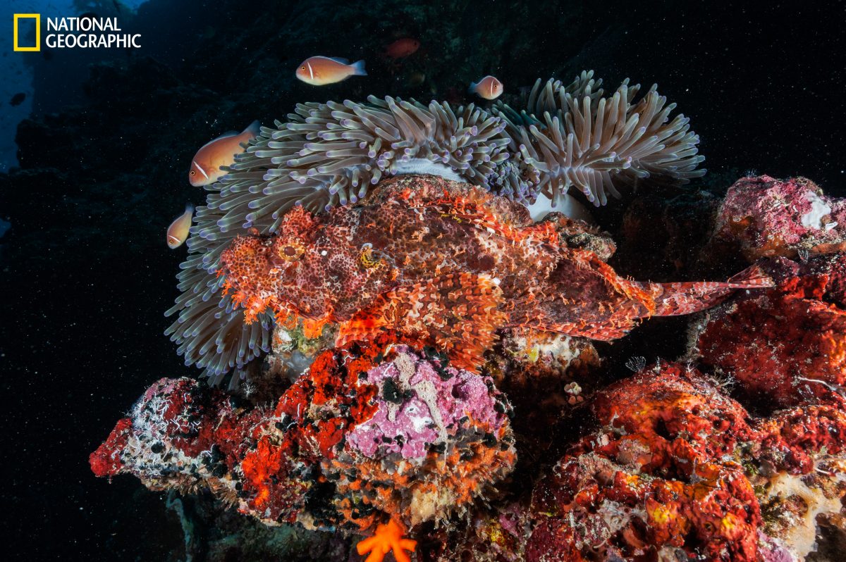 ปะการัง