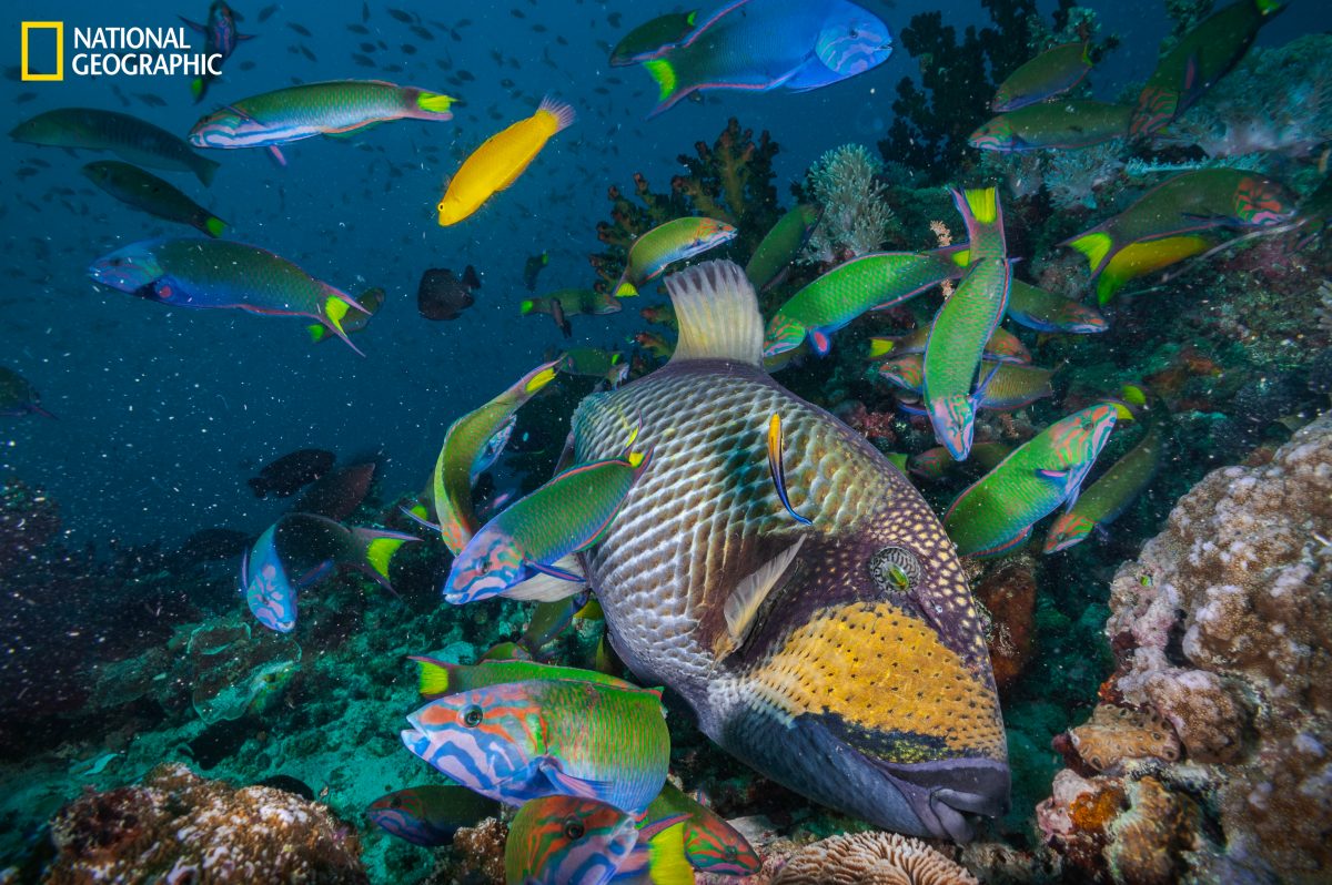 ปะการัง, ปลาทะเล