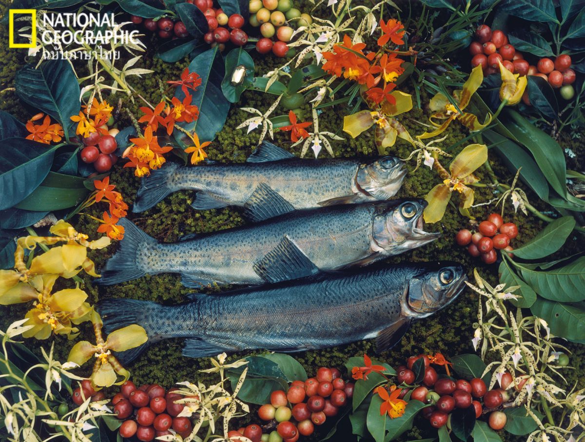 ออโตโครม, Autochrome