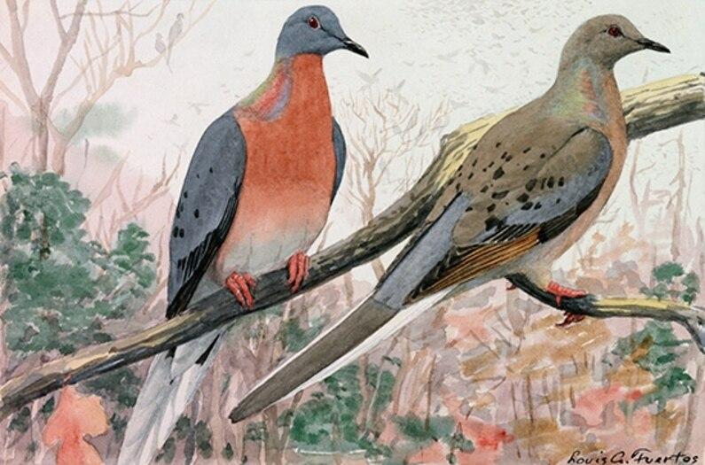 การสูญพันธุ์ของสิ่งมีชีวิต, การคุกคามต่อสายพันธุ์, การคุกคาม, การสูญพันธุ์, ถูกคุกคาม, การถูกคุกคามของสายพันธุ์