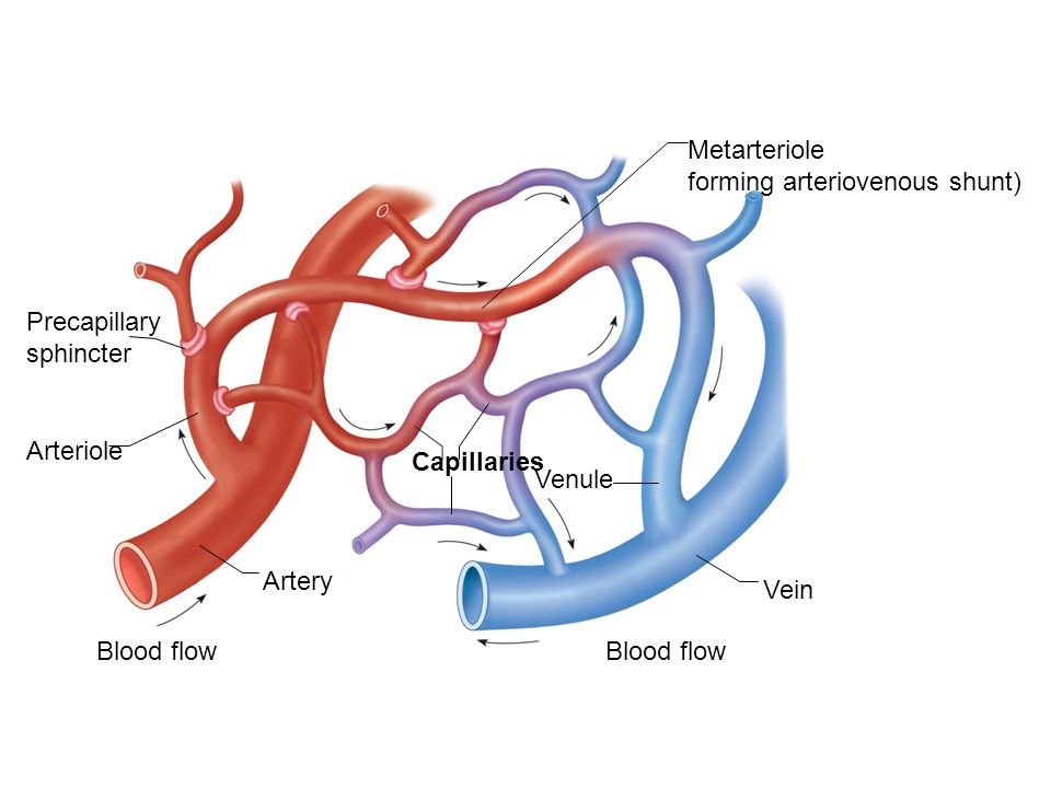 ระบบไหลเวียน, ระบบไหลเวียนโลหิต, ระบบต่างๆ ในร่างกายมนุษย์, ระบบในมนุษย์, เลือด, หัวใจ, หลอดเลือด