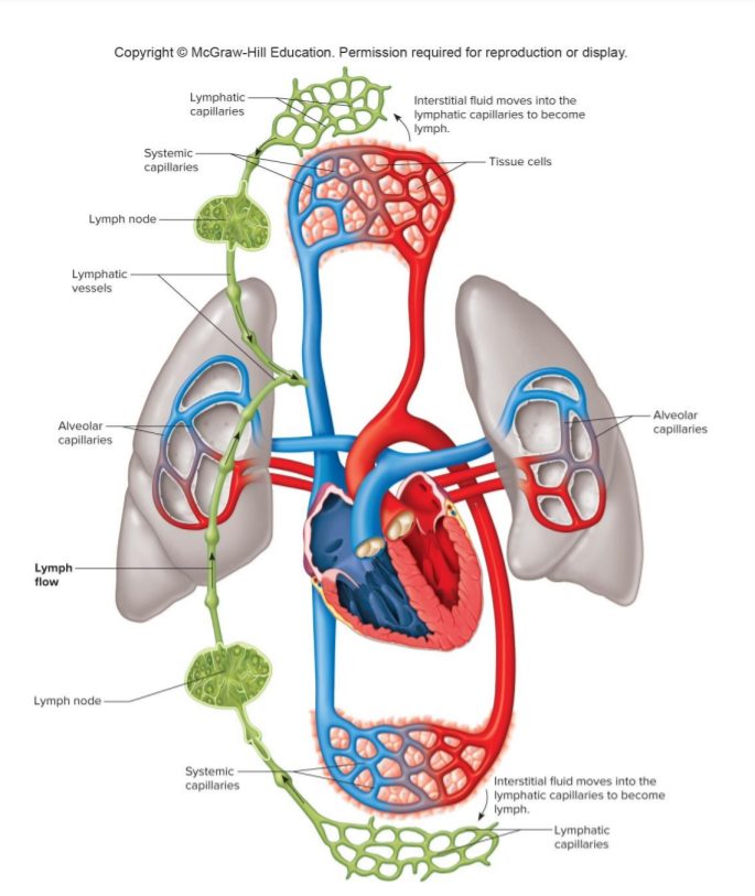 ระบบน้ำเหลือง, ท่อน้ำเหลือง, น้ำเหลือง, ระบบในร่างกายมนุษย์, ระบบภูมิคุ้มกัน, เม็ดเลือดขาว