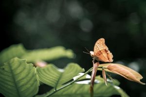 น้ำตกกรุงชิง