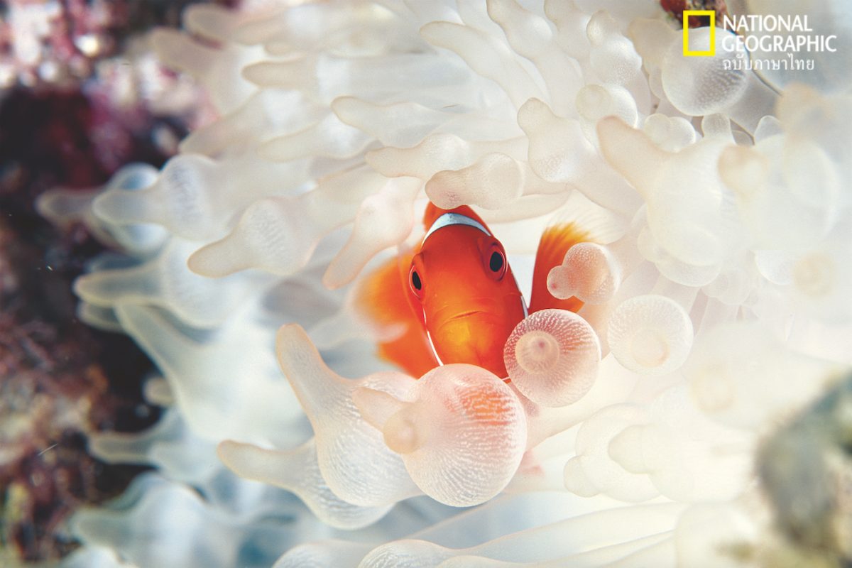 ปลาการ์ตูน, ดอกไม้ทะเล