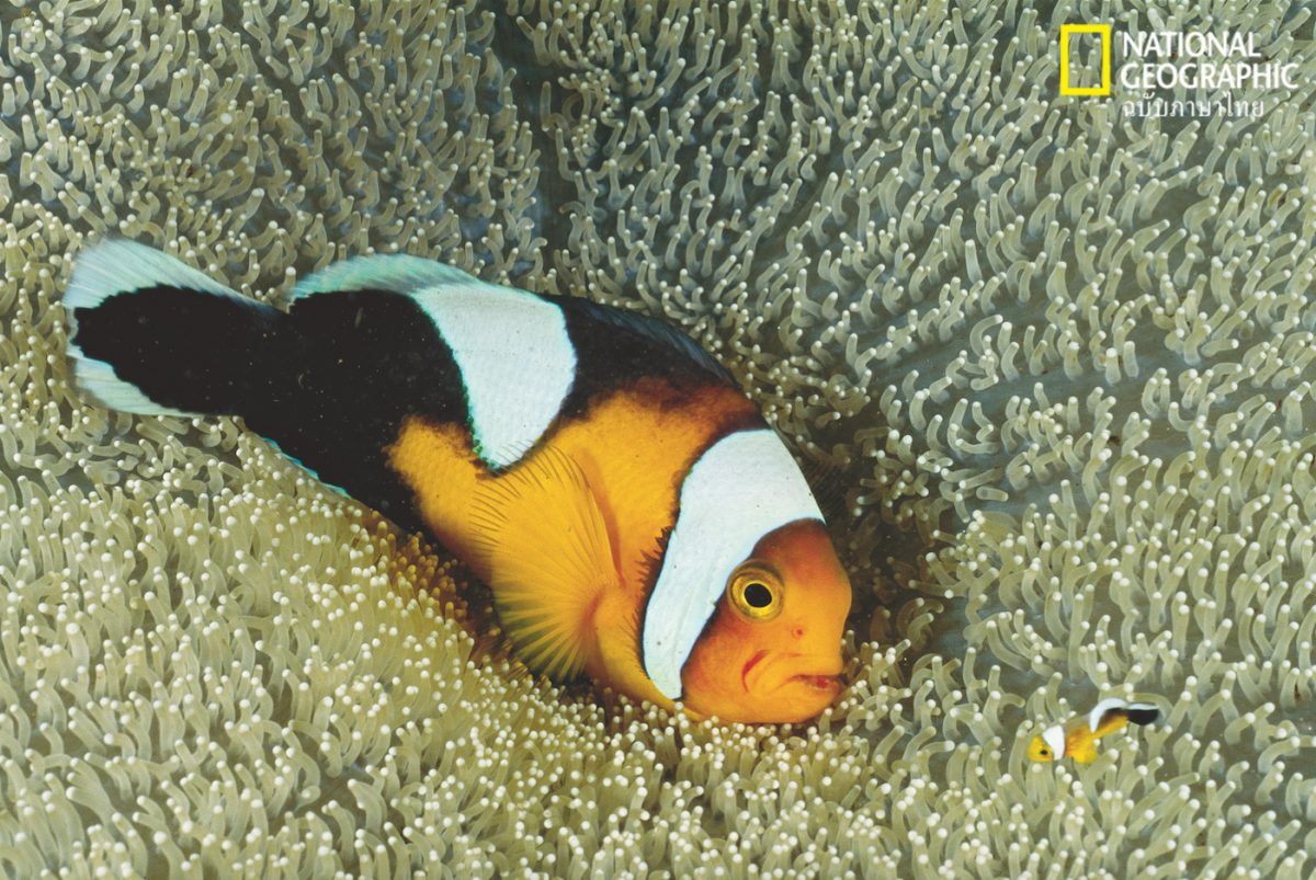 ปลาการ์ตูน, ดอกไม้ทะเล