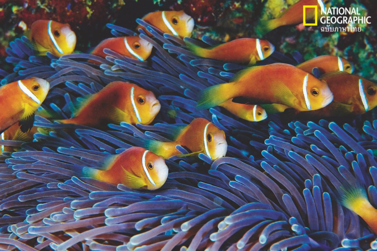 ปลาการ์ตูน, ดอกไม้ทะเล