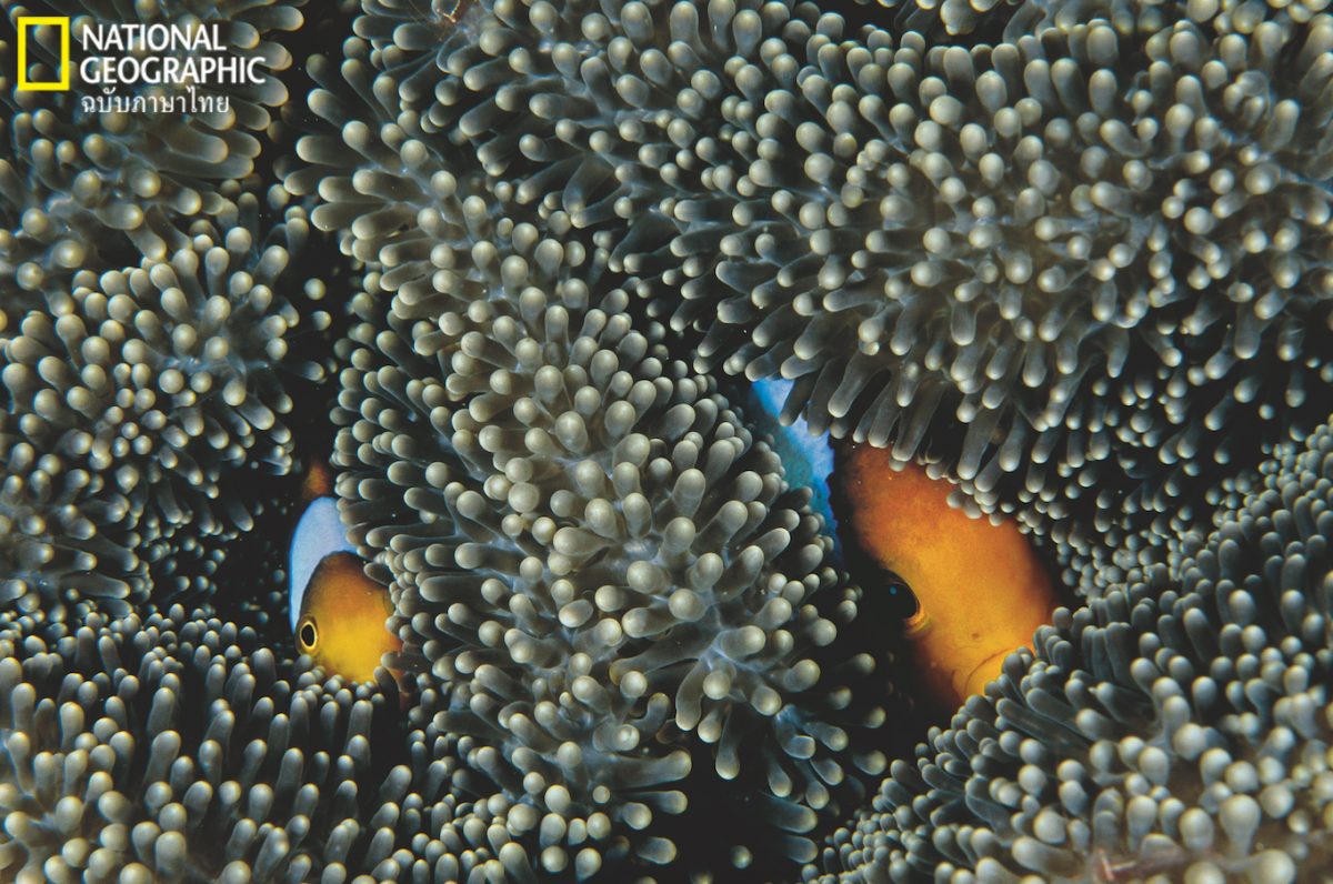 ปลาการ์ตูน, ดอกไม้ทะเล