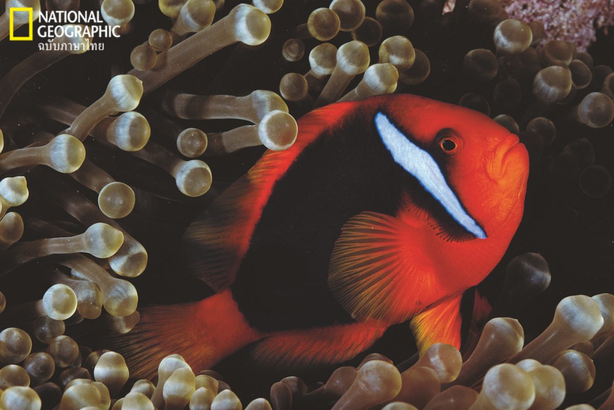 ปลาการ์ตูน, ดอกไม้ทะเล