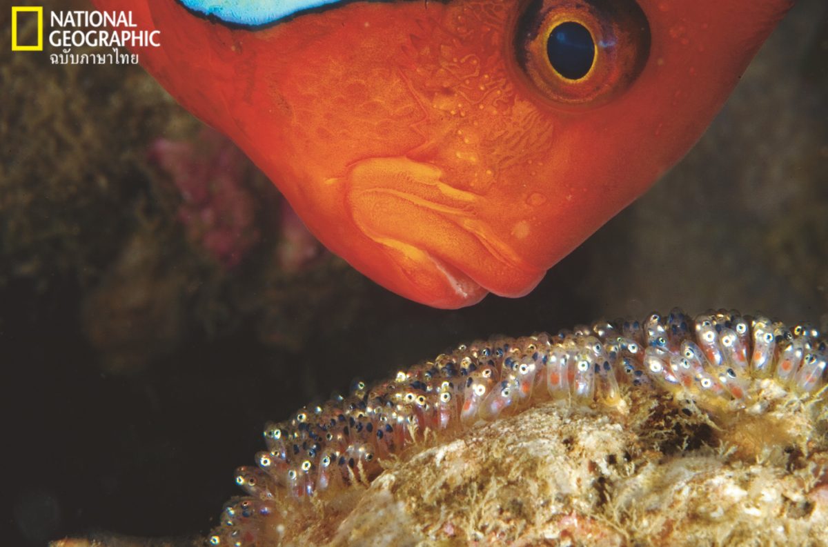 ปลาการ์ตูน, ดอกไม้ทะเล