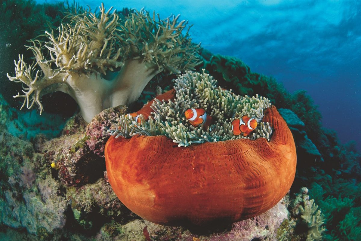 ปลาการ์ตูน, ดอกไม้ทะเล